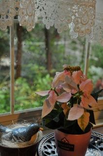 DSC_0002_512.jpg