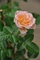 DSC_0015_200.jpg