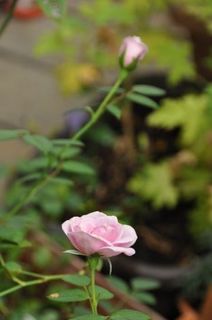 DSC_0017_512.jpg