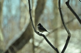 DSC_0064.jpg