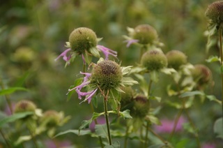 DSC_0125.jpg