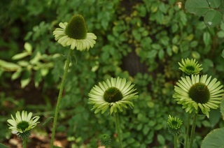 DSC_0180.jpg