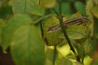DSC_0185.jpg
