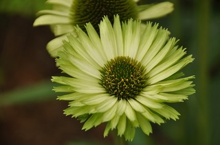 DSC_0206.jpg