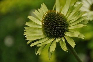 DSC_0207.jpg