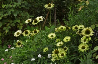DSC_0211.jpg