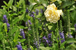 DSC_0226.jpg