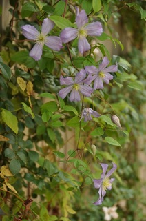 DSC_0231.jpg