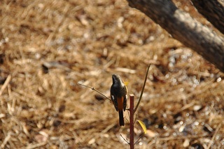 DSC_0283.jpg
