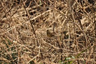 DSC_0308.jpg