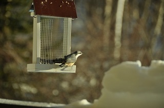DSC_0312.jpg