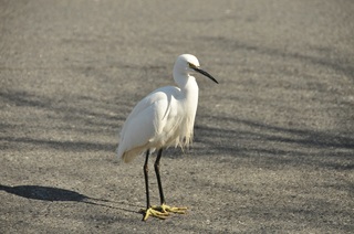 DSC_0321.jpg