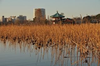 DSC_0340.jpg