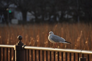 DSC_0350.jpg
