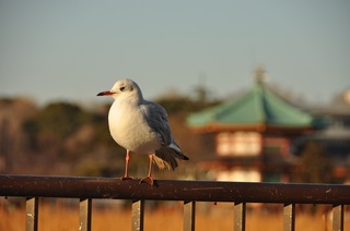 DSC_0354.jpg