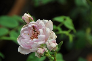 DSC_0420.jpg