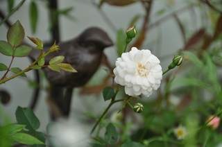 DSC_0461.jpg
