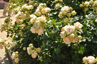 DSC_0483.jpg