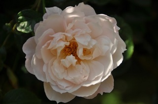 DSC_0506.jpg