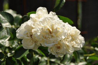 DSC_0557.jpg