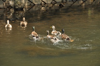 DSC_0561.jpg