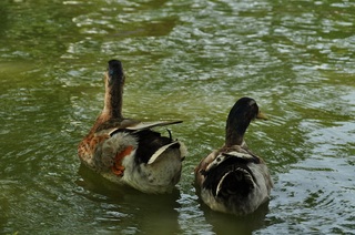 DSC_0565.jpg