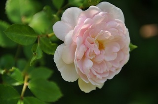 DSC_0568.jpg