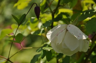 DSC_0574.jpg