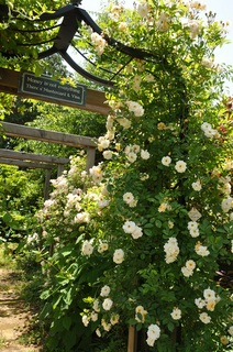 DSC_0583.jpg