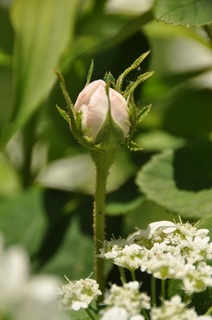 DSC_0599.jpg