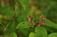 DSC_0622.jpg