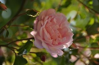 DSC_0646.jpg