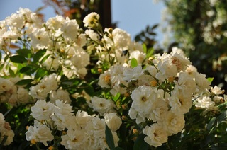 DSC_0661.jpg