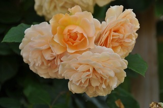 DSC_0664.jpg