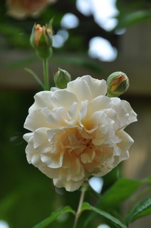 DSC_0671.jpg