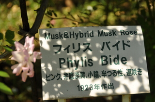 DSC_0683.JPG