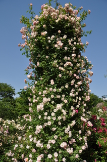 DSC_0684.JPG