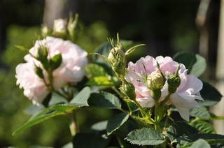 DSC_0700.jpg