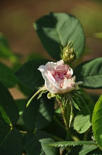 DSC_0702.jpg