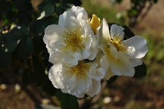 DSC_0719.jpg