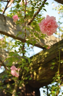 DSC_0798.jpg