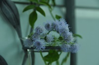 DSC_1636.jpg