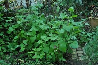 DSC_1819.jpg