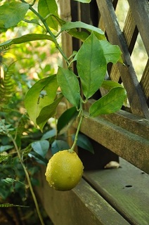 DSC_1900.jpg