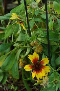 DSC_1903.jpg