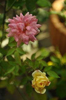 DSC_1917.jpg
