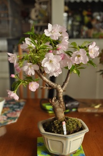 DSC_2523.jpg