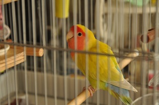 DSC_2532.jpg