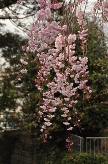 DSC_2560.jpg