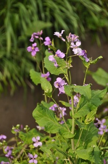 DSC_2561.jpg